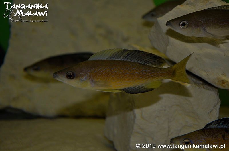 Cyprichromis microlepidotus 'Milima Island'